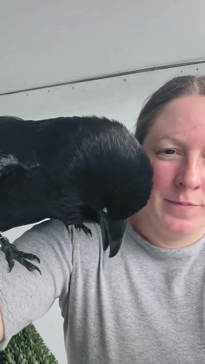A moment of calm with Fable 🐦‍⬛✨️🥰
#fabletheraven #ravensofinstagram #birdsoﬁnstagram #rav