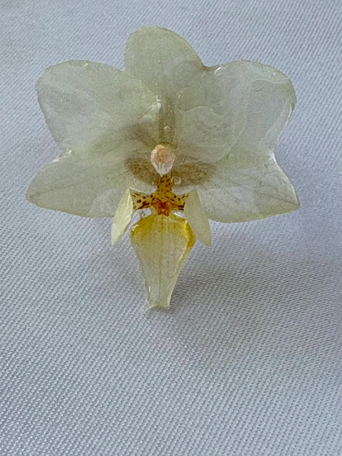 Hoe cute en mooi zijn deze kleine witte orchideeën met (nep) pareltjes.…